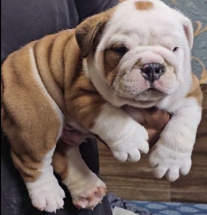 English Bulldog puppy for sale in Kolkata