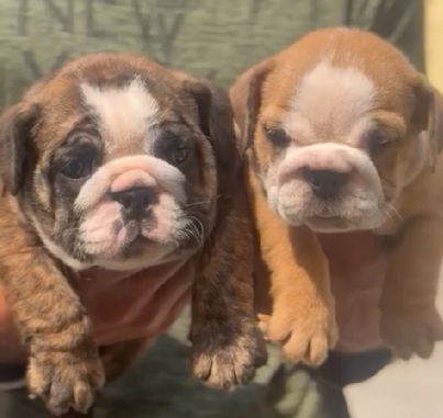 English Bulldog pet shop in pune