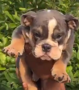 English Bulldog for sale online in pune