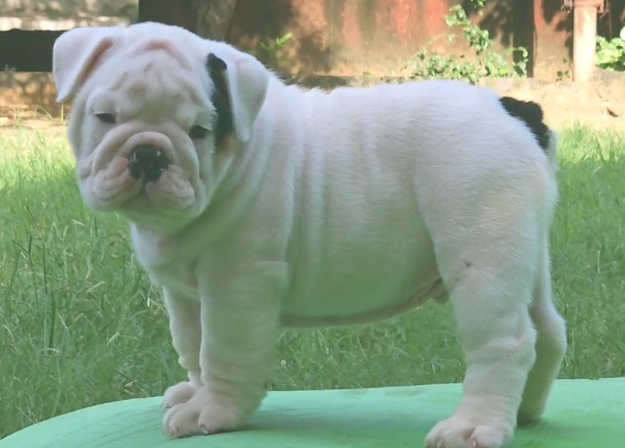 English Bulldog puppy price in pune