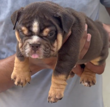 English Bulldog female puppies for sale in ahmedabad