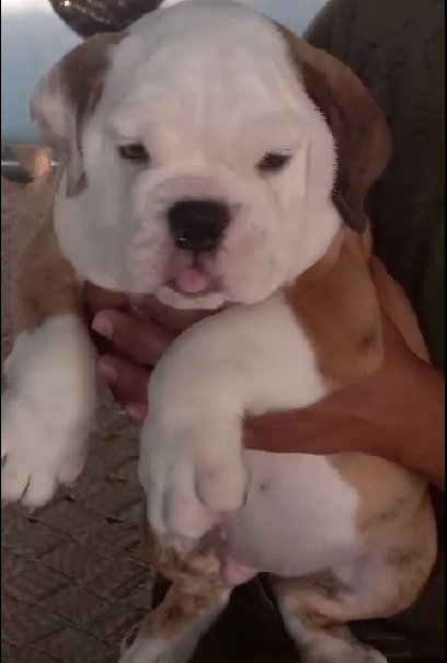 English Bulldog female puppies price in ahmedabad
