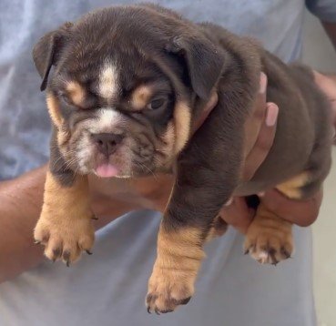 english bulldog female puppy price in chennai