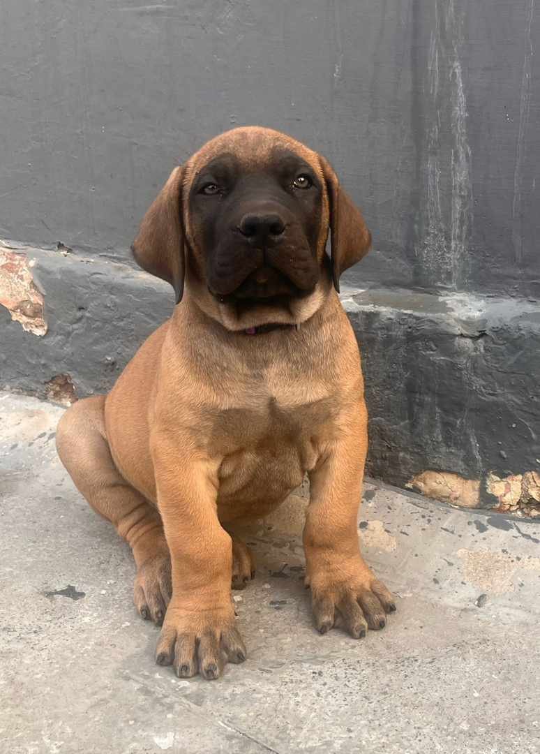 Great-dane female puppies price in mumbai
