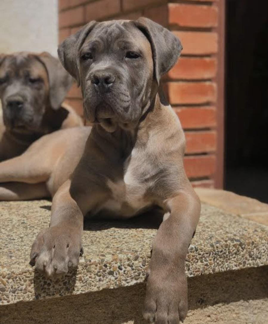 great-dane female puppies for sale in mumbai