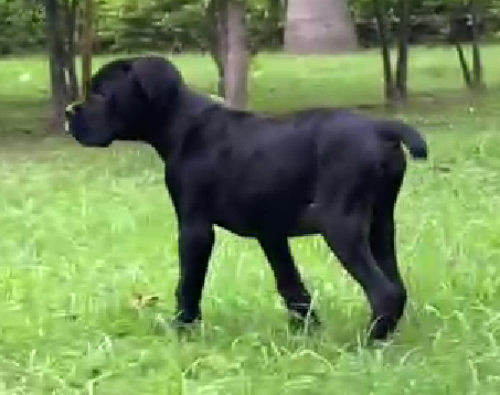 Great dane dog breeder in hyderabad