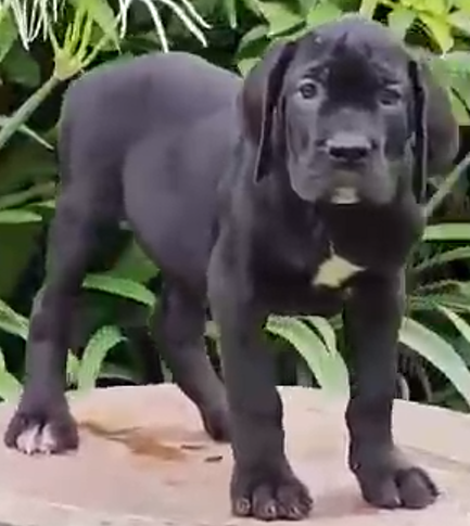 Great Dane breed price in pune