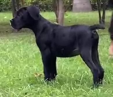 Great Dane male puppy price in pune