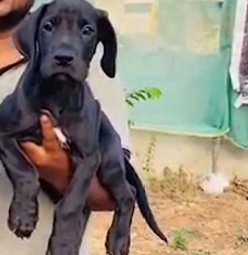 Great Dane female puppies price in pune