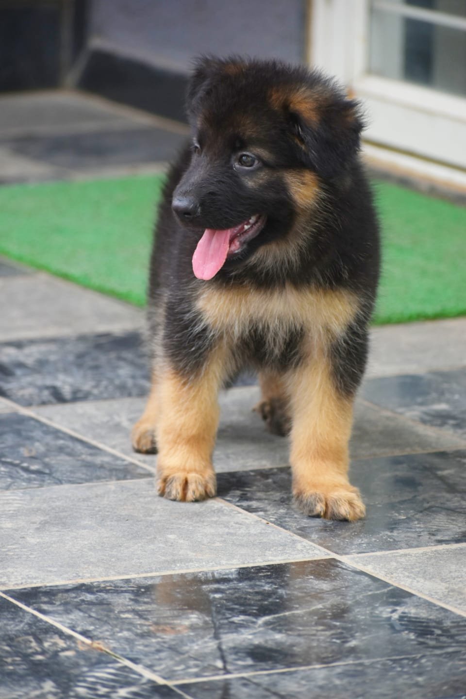Champion line german shepherd puppies for sale in bangalore