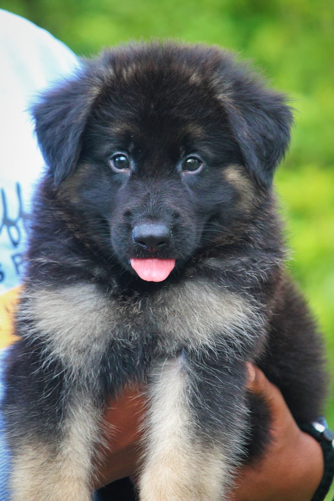 Champion line german shepherd puppies price in ahmedabad