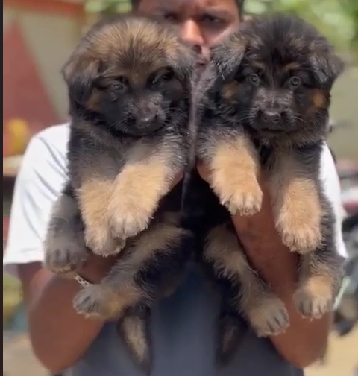 German Shepherd female puppies price in ahmedabad