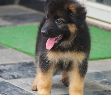 german shepherd price in chennai