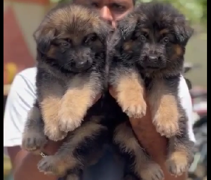 german shepherd dog for sale in chennai