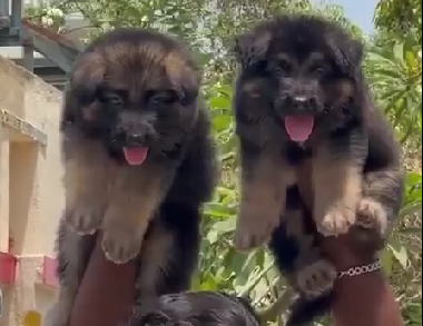 german shepherd dog breeder in chennai