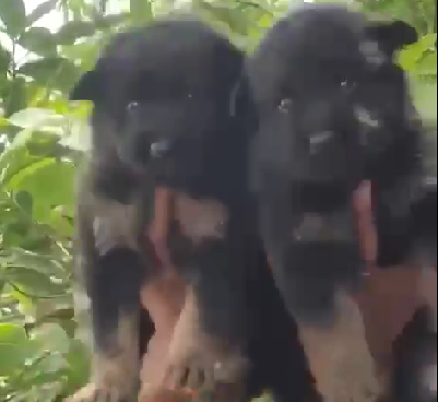 german shepherd pet shop in chennai