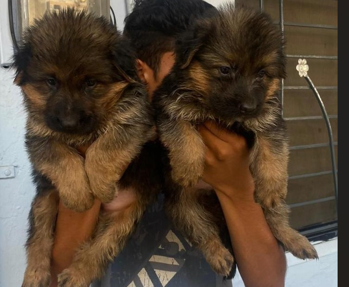 german shepherd male puppy price in chennai