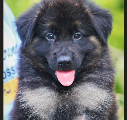 german shepherd female puppies for sale in chennai