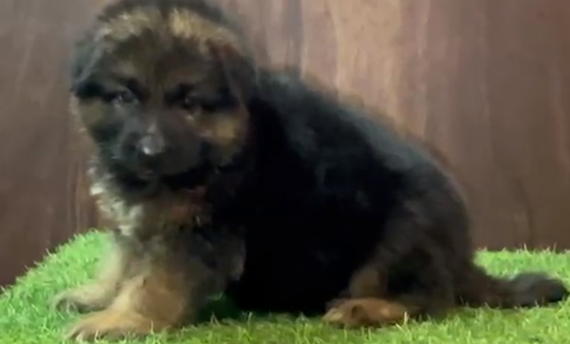 german shepherd male puppies for sale in goa