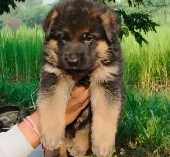 buy german shepherd dog online in jaipur
