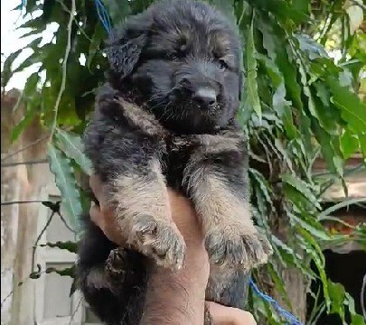 champion lineage german shepherd puppies price in jaipur