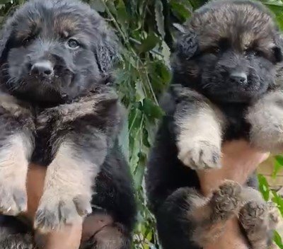 pure breed german shapeherd puppies for sale in jaipur
