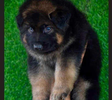 KCI registerd german shepherd puppy price in jaipur