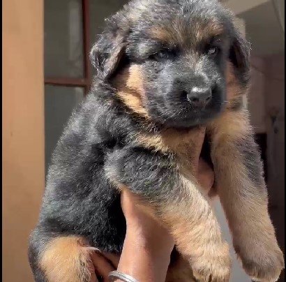 german shepherd dog kennel in jaipur