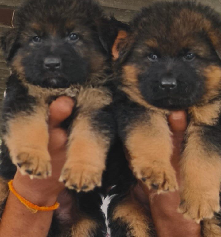 german shepherd pet shop in jaipur