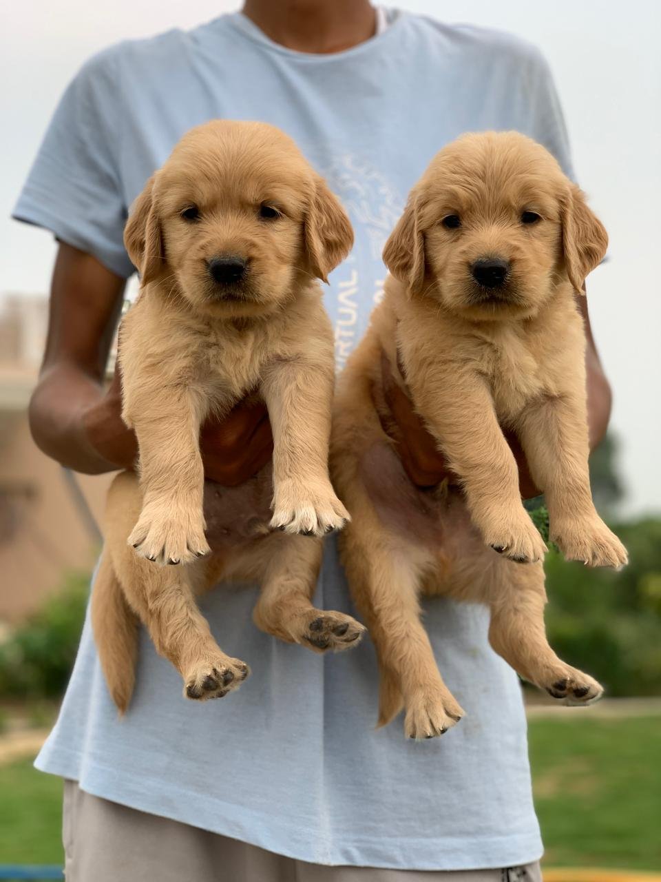 Golden Retriever Quality Puppies For Sale In Mumbai