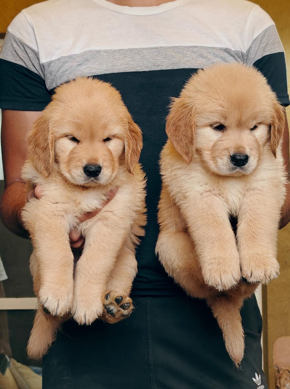 Golden Retriever Male & Female Puppies Price In Mumbai