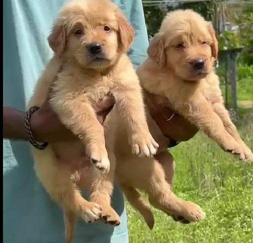 Golden retriever female puppies for sale in ahmedabad