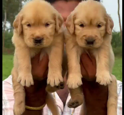 Golden Retriever puppies for sale in chennai