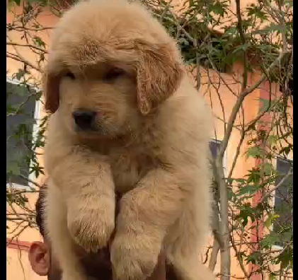 Golden Retriever dog price in chennai
