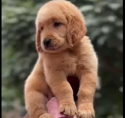 Golden Retriever male puppy price in chennai