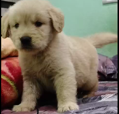Golden Retriever female puppy for sale in chennai