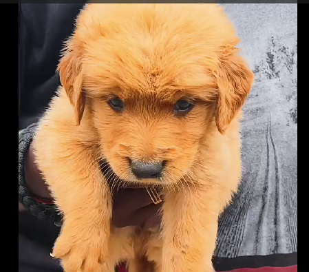 Golden Retriever pet shop in chennai
