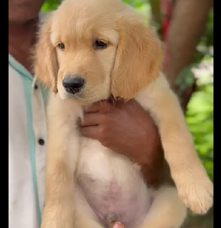 Golden Retriever dog breeder in chennai