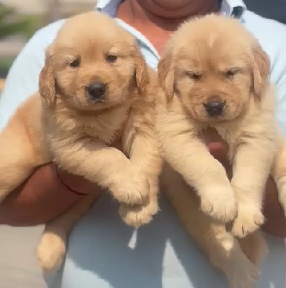 Golden Retriever pet for sale in pune