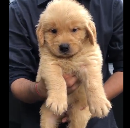 Golden Retriever male puppy price in pune
