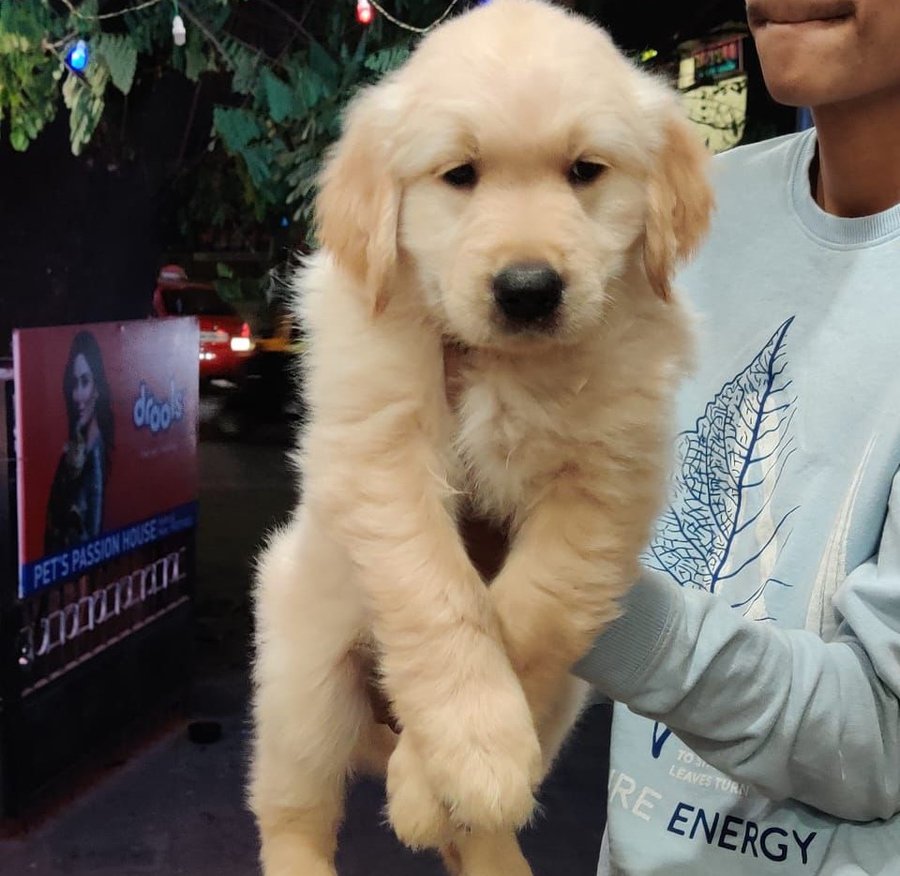 Golden Retriever breed puppy price in pune