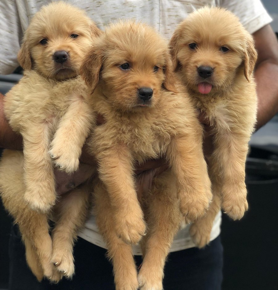 Golden Retriever pet shop in pune
