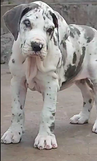 Great Dane female puppies price in ahmedabad