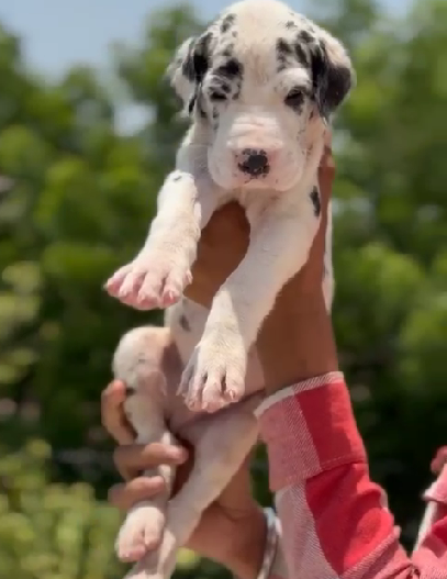 Great dane male puppies price in bangalore