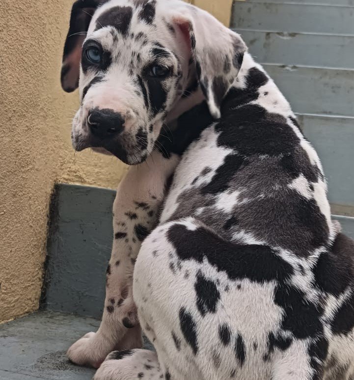 buy great dane puppies online in jaipur