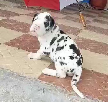 great dane dog price in jaipur