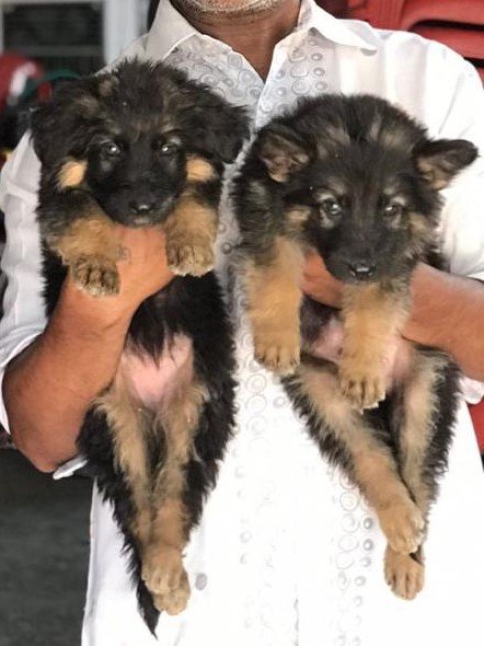 German shepherd male puppies price in bangalore