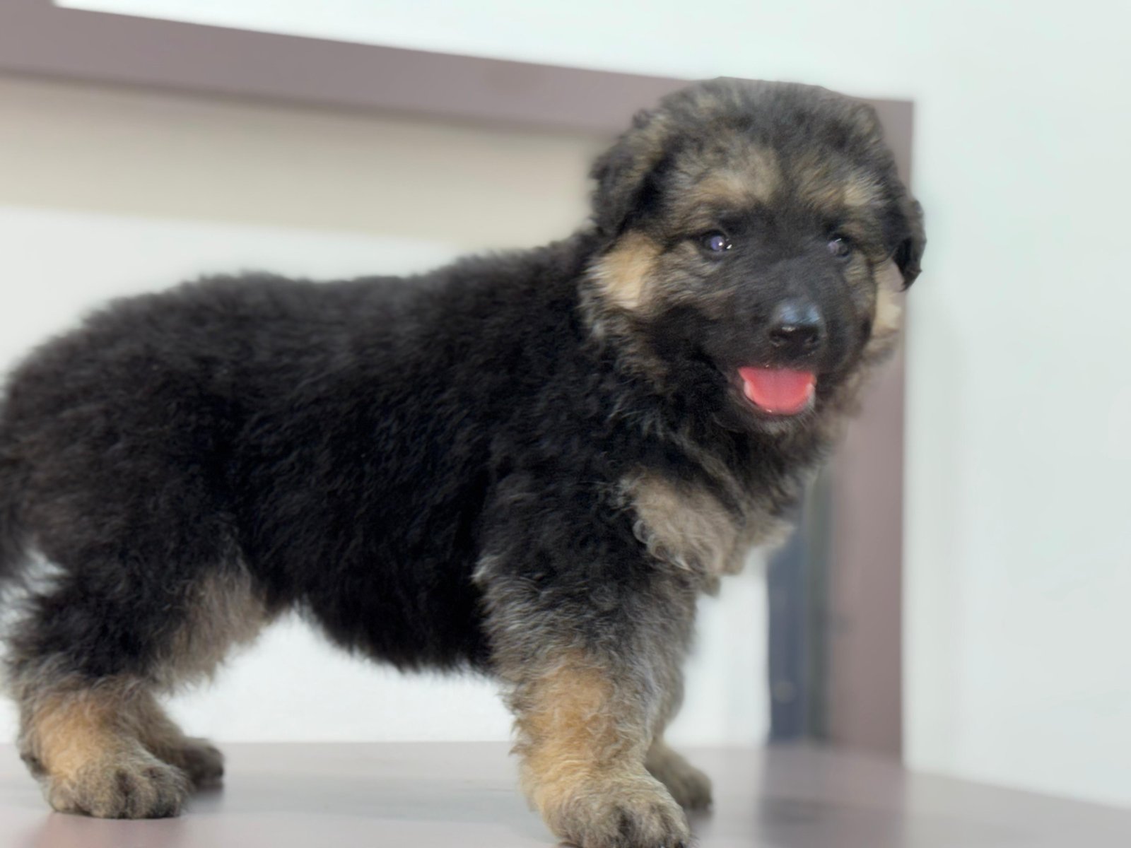 German Shepherd pet shop in hyderabad