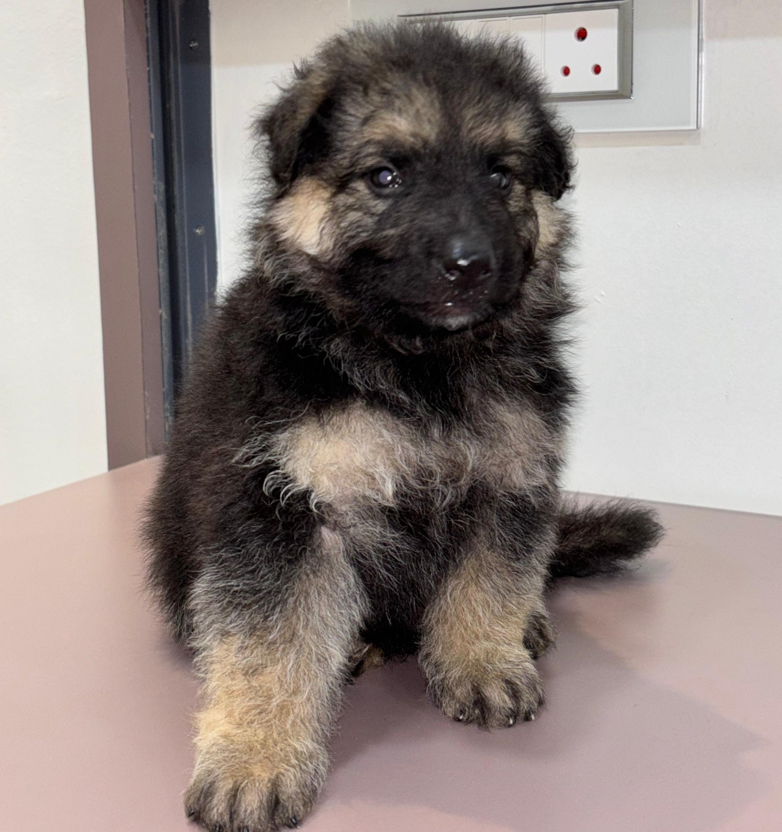 German Shepherd Puppy price in hyderabad