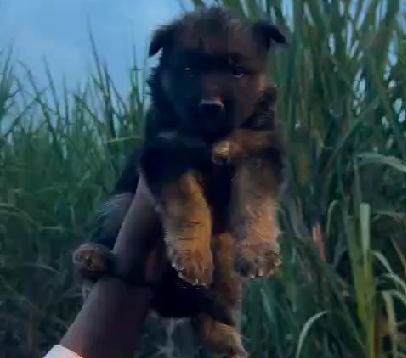 German Shepherd dog breeder in hyderabad